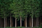 la porta del bosco la porta del bosco