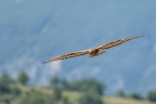Falco pecchiaiolo (Pernis apivorus) Falco pecchiaiolo (Pernis apivorus)