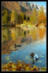 paesaggio autunnale .. lago di Cei - anatre paesaggio autunnale .. lago di Cei - anatre