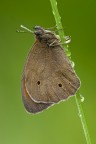 Maniola Jurtina Maniola Jurtina
