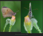 Maniola jurtina (Linnaeus, 1758) Maniola jurtina (Linnaeus, 1758)