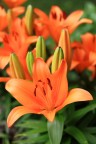 Lilium Lilium