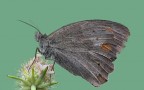 Jurtina usurata... Jurtina usurata...