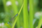 Libellula