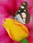 Limentis reducta Limentis reducta