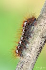 Euproctis chrysorrhoea (Linnaeus, 1758) Euproctis chrysorrhoea (Linnaeus, 1758)