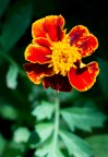 Fiore Fiore