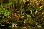 Quiet in the wood Quiet in the wood