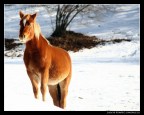 Cavallo curioso....!!!! Cavallo curioso....!!!!
