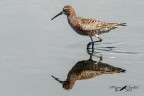 Piovanello comune - Calidris ferruginea
