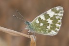 Pontia edusa Pontia edusa