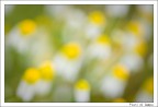 Fiori di Campo (singles collection) Fiori di Campo (singles collection)