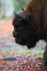 Bisonte Bisonte