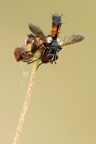 Cylindromyia Cylindromyia