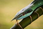 Serpente rinoceronte Serpente rinoceronte
