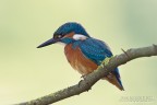 Martin pescatore(Alcedo atthis)