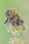 Carcharodus floccifera (Zeller, 1847) Carcharodus floccifera (Zeller, 1847)
