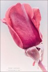 Una Rosa non fa primavera.... Una Rosa non fa primavera....