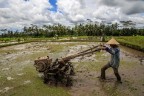 Tra le risaie di Bali