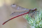Damigella Rossa ( Pyrrhosoma nymphula maschio maturo) Damigella Rossa ( Pyrrhosoma nymphula maschio maturo)