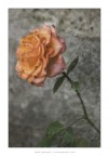 Una Rosa per te Una Rosa per te