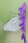 Aporia crataegi (Linnaeus, 1758) Aporia crataegi (Linnaeus, 1758)