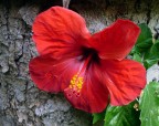 111 IBISCO ROSSO 111 IBISCO ROSSO