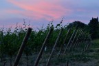 Vigneti al tramonto