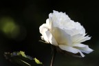 la rosa senza qualità la rosa senza qualità