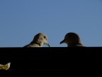 Sempre le due tortore...ma una una adesso � persa in altri pensieri e non guarda pi� il pezzo di pane...