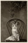Ritratto felino Ritratto felino