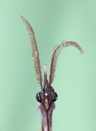 empusa pennata... empusa pennata...