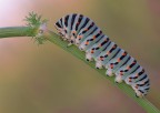 Bruco di P. machaon Bruco di P. machaon