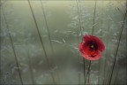 Rosso solitario... Rosso solitario...