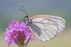 Aporia crataegi Aporia crataegi