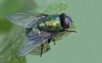 la mosca verde... la mosca verde...