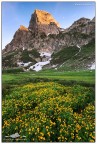 FIORITURE MONTANE FIORITURE MONTANE