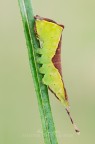 Cerura vinula (Linnaeus, 1758) Cerura vinula (Linnaeus, 1758)