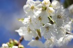 Scatti primaverili Scatti primaverili