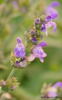 Scatti primaverili Scatti primaverili