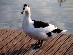 Un'altra anatra! Un'altra anatra!