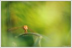 Dragonfly Dragonfly