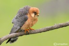 Falco cuculo Falco cuculo