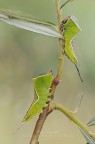 Cerura vinula (Linnaeus, 1758) Cerura vinula (Linnaeus, 1758)