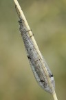 Formica leone Formica leone