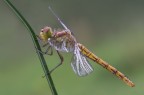 Sympetrum striolatum,