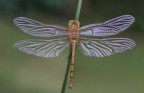 Sympetrum striolatum "La Trama alare"