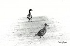 walking walking
