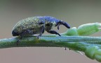 Curculionidae... Curculionidae...