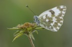 Pontia edusa Pontia edusa